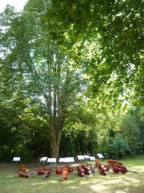 kontrabasar vilar sig under ett stort träd